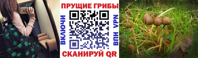 Галлюциногенные грибы GOLDEN TEACHER  Купить где  Аша 